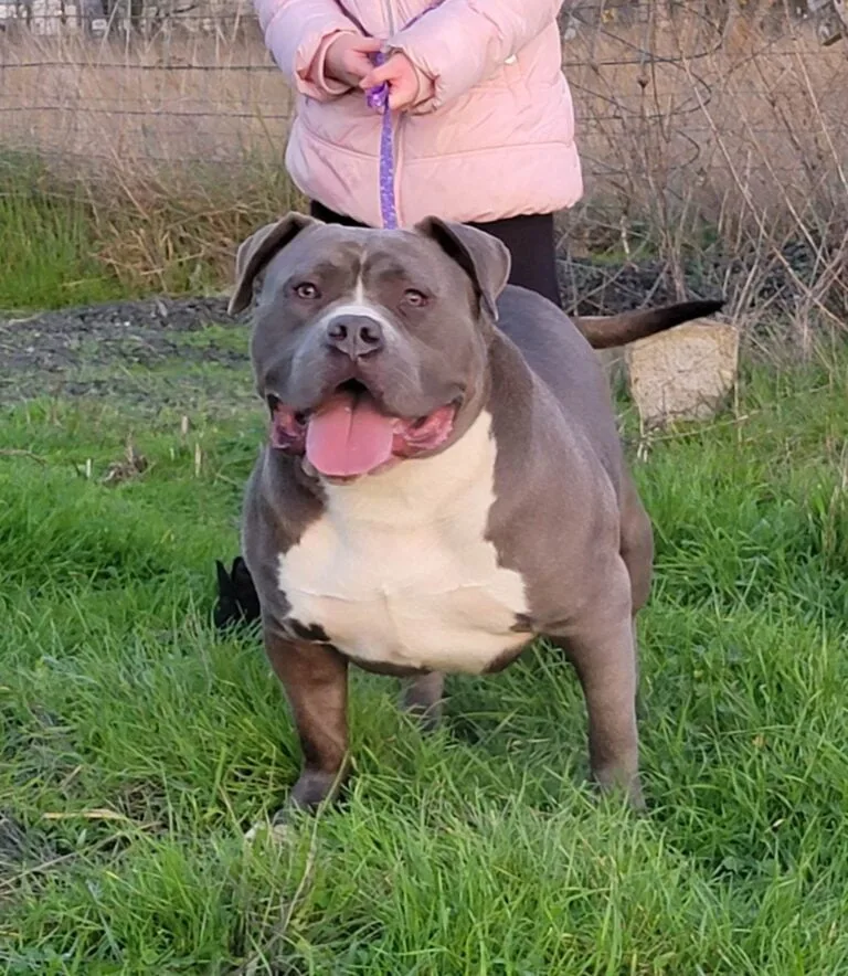 Hemi3