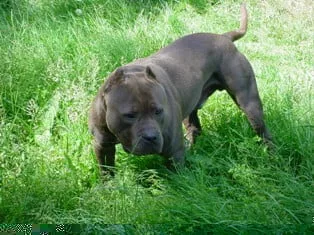 dKCyn-VMsdD-bgosC-pitbulls046