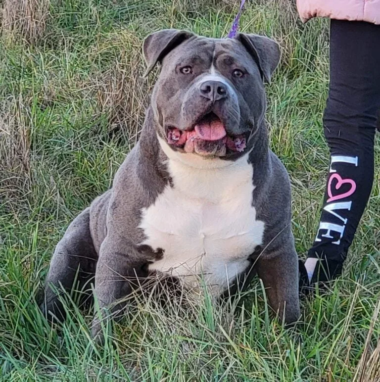 Hemi2