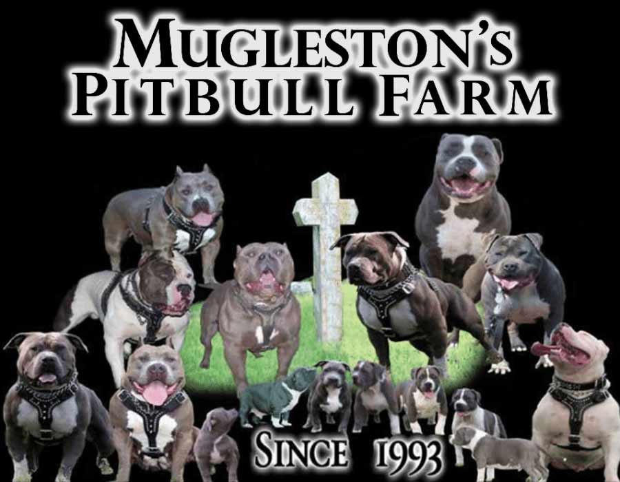 Female Pitbulls | Razor Edge Lineage Pitbull Adults and Puppies