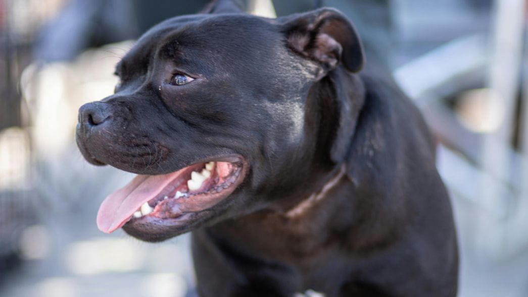 What to Know About Black Panther Pitbull - Muglestons Pitbull Farm